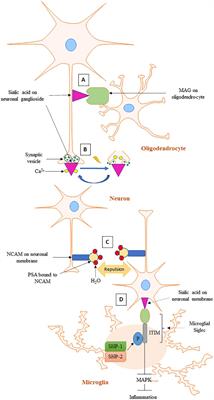 Sialometabolism in Brain Health and Alzheimer’s Disease